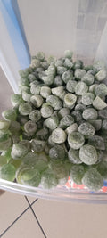 Gomme eucalyptus