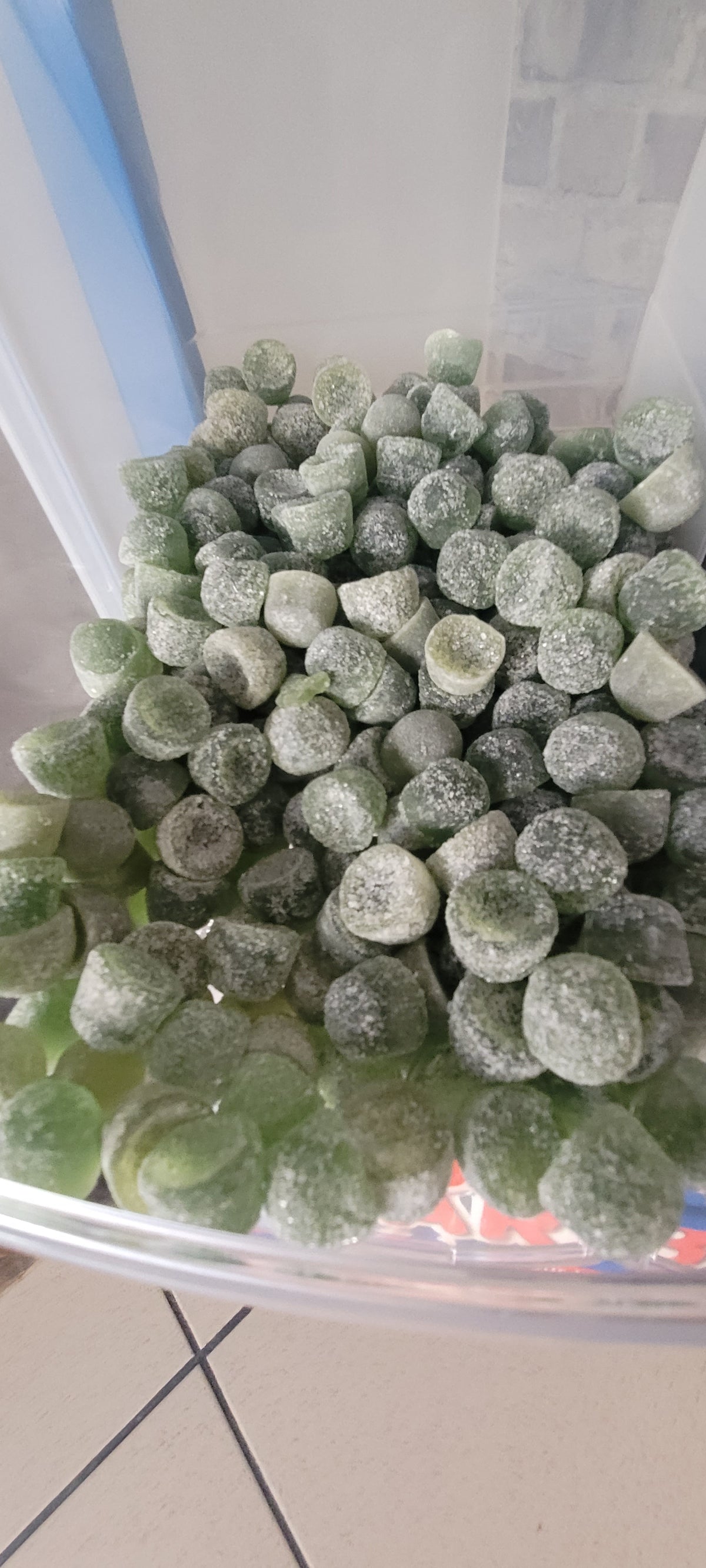 Gomme eucalyptus